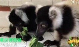 爆料踩踏动物视频大全下载